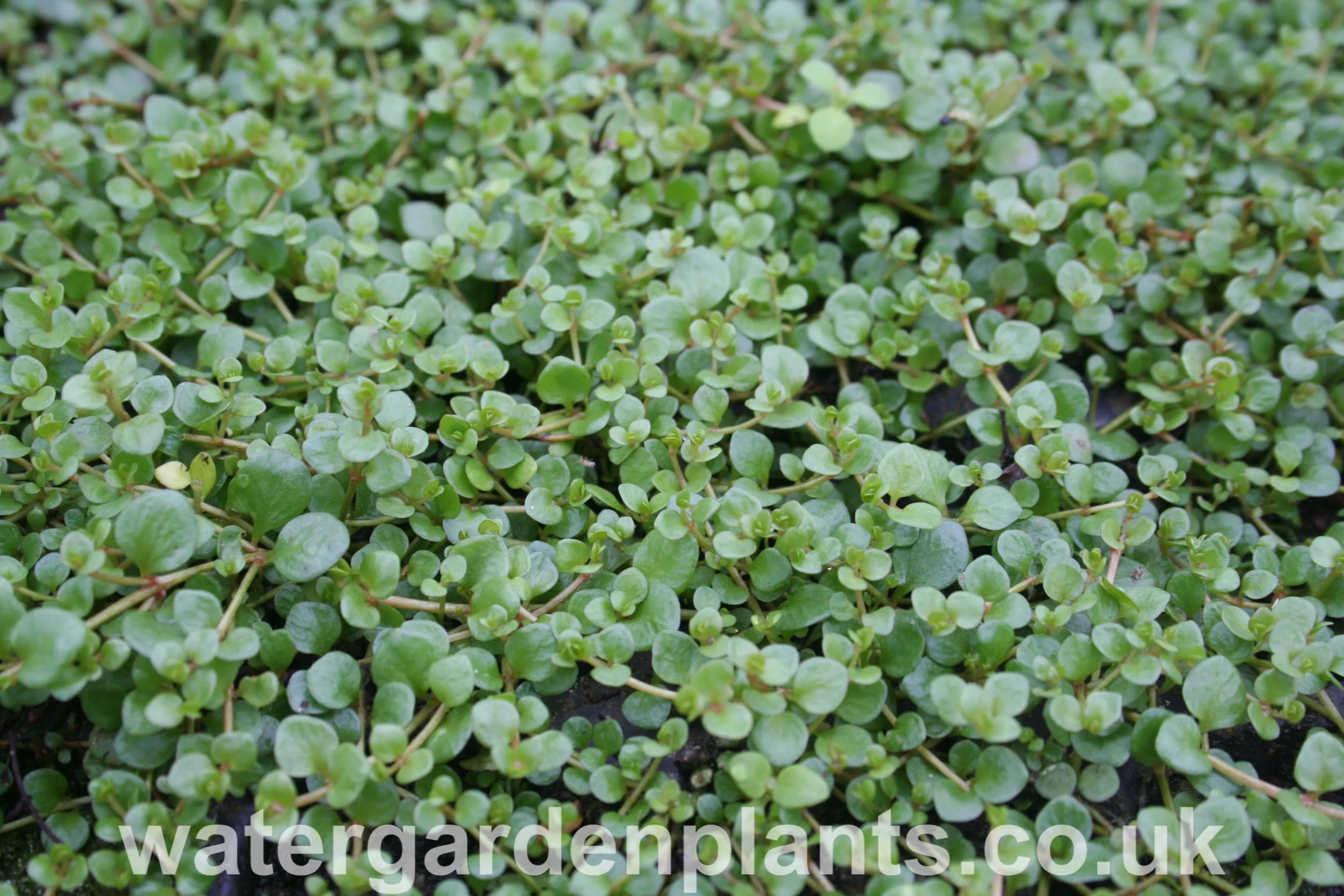 Anagallis tenella - Bog Pimpernel