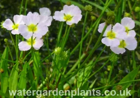 Baldellia ranunculoides - Lesser Water-Plantain