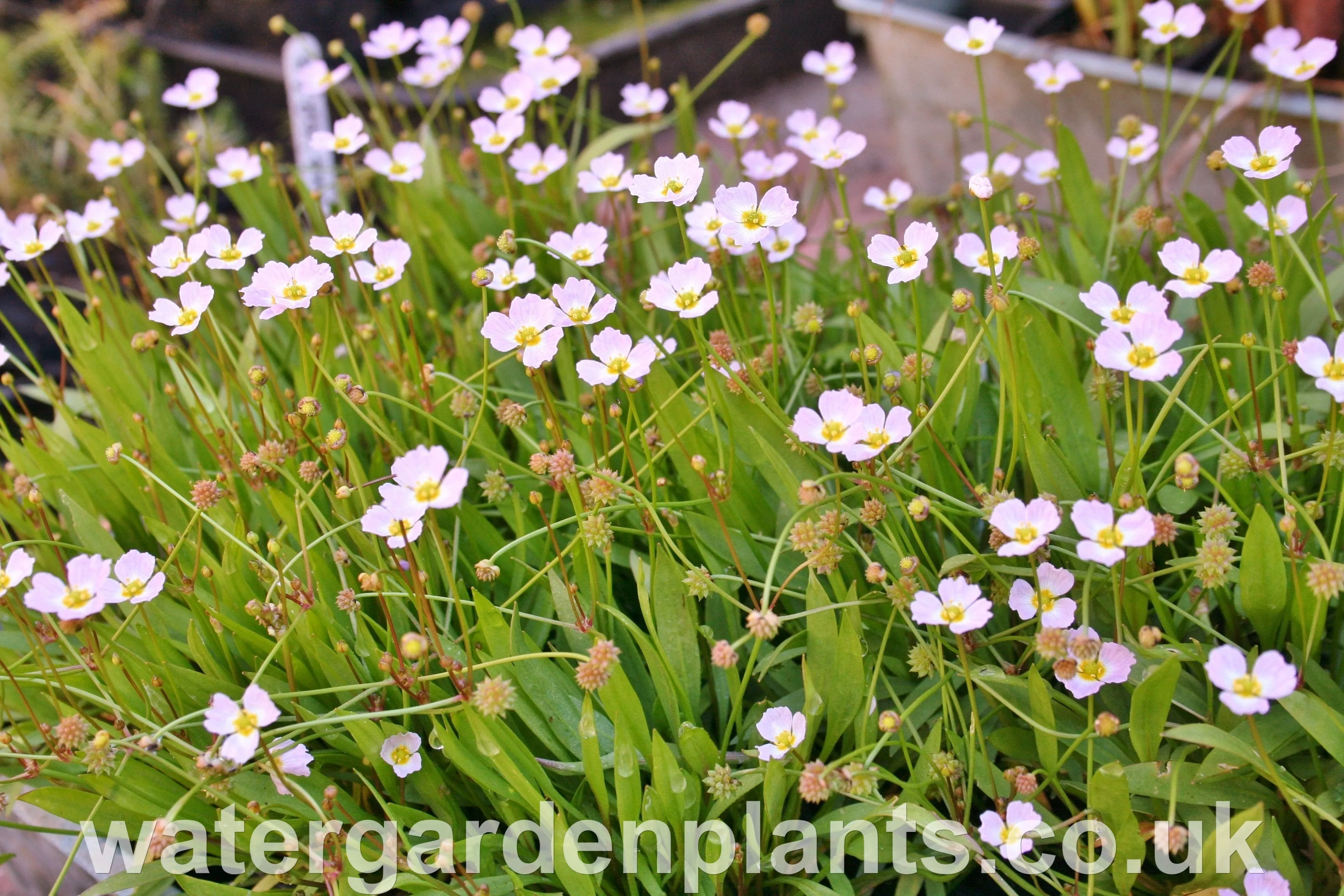 Baldellia ranunculoides - Lesser Water-Plantain