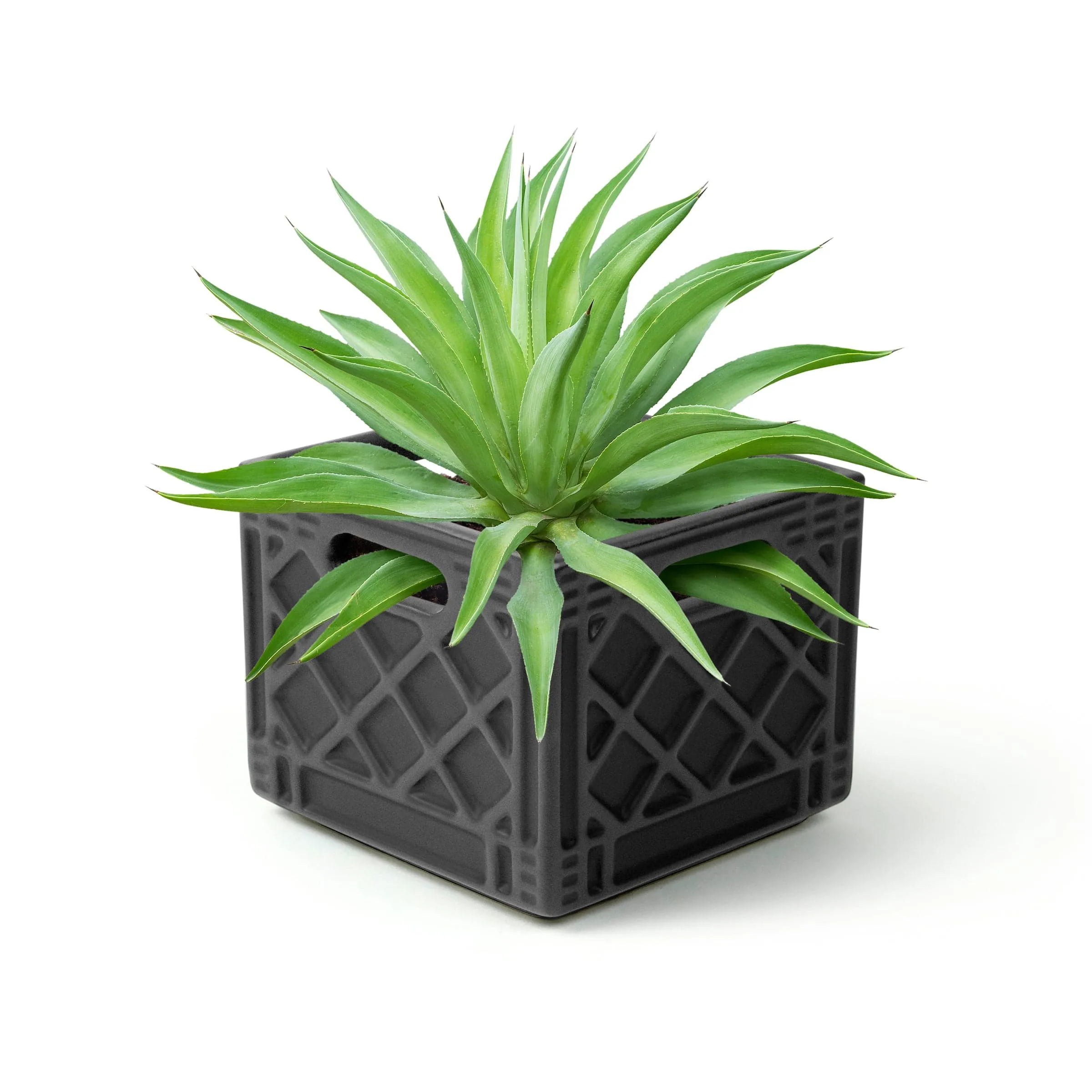 FANCY PLANTS - Milk Crate