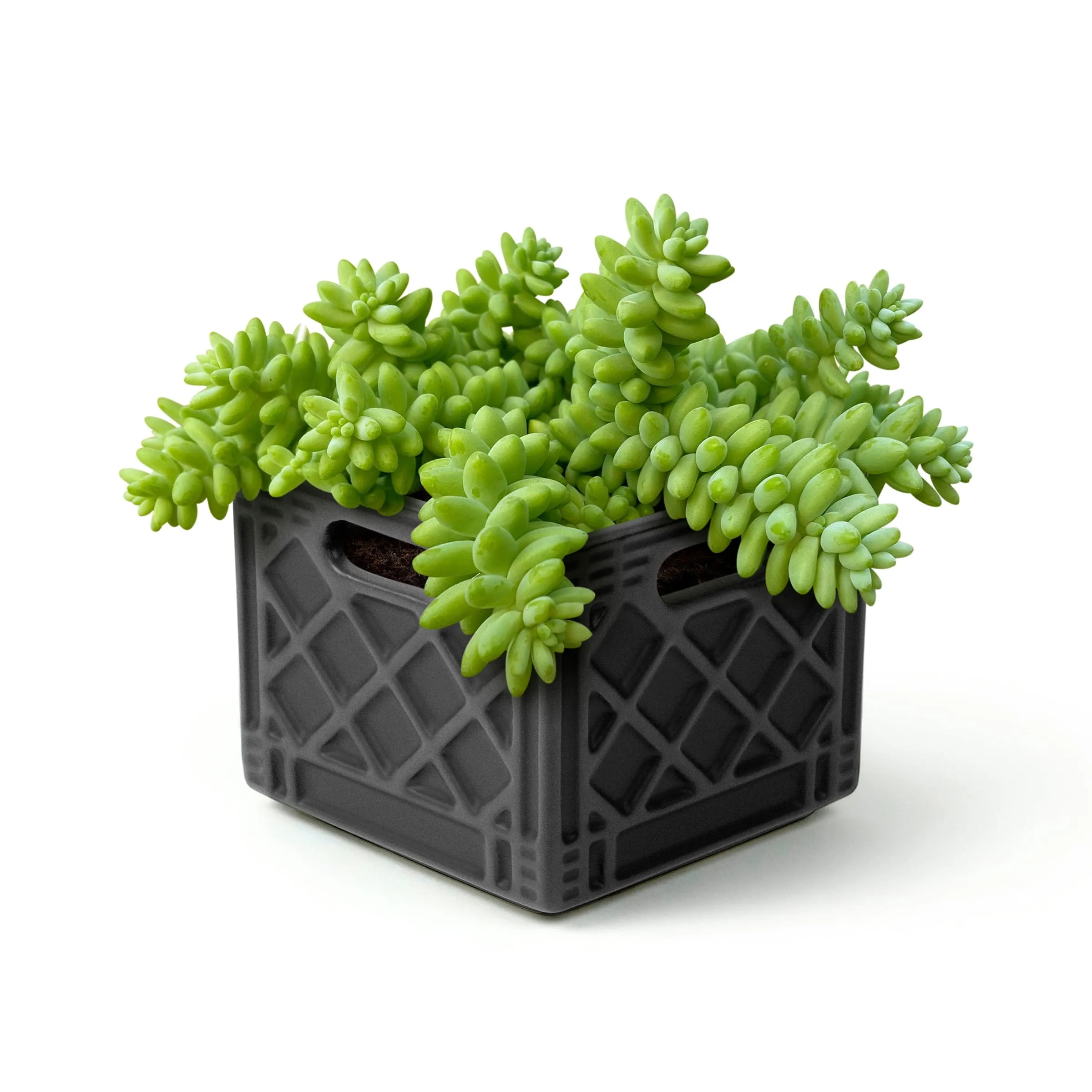 FANCY PLANTS - Milk Crate