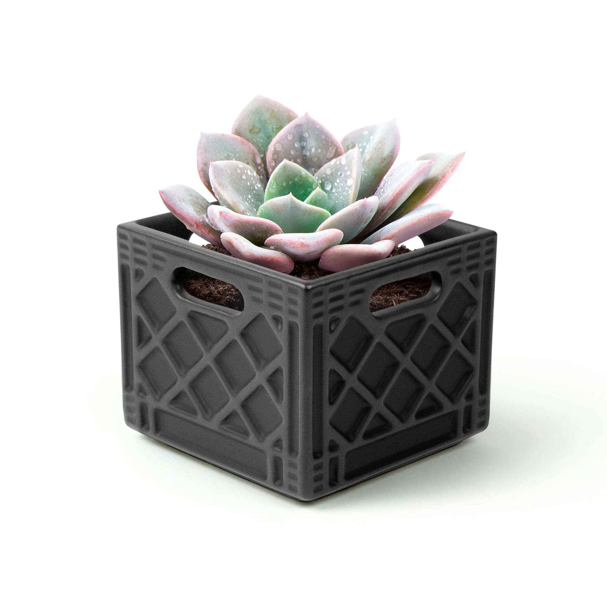 FANCY PLANTS - Milk Crate