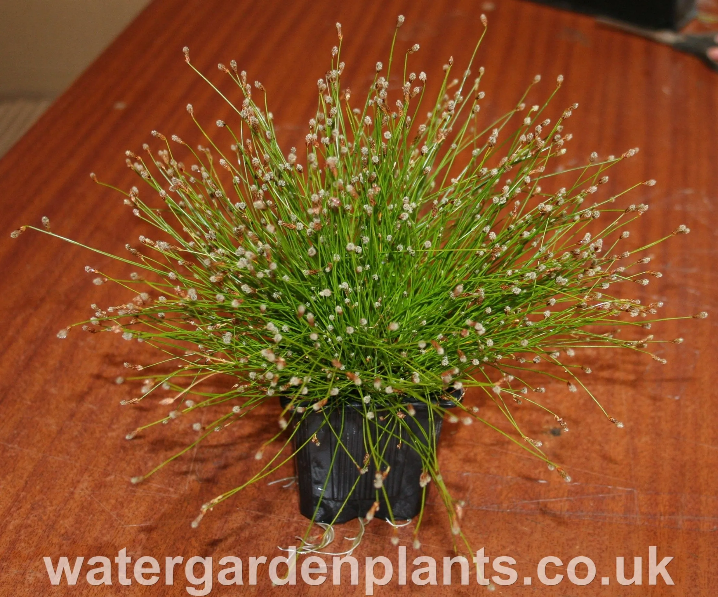 Isolepis cernua - Fibre-Optic Plant, Slender Club-Rush