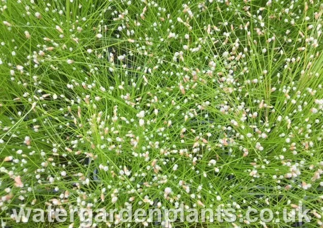 Isolepis cernua - Fibre-Optic Plant, Slender Club-Rush