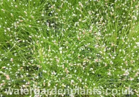 Isolepis cernua - Fibre-Optic Plant, Slender Club-Rush