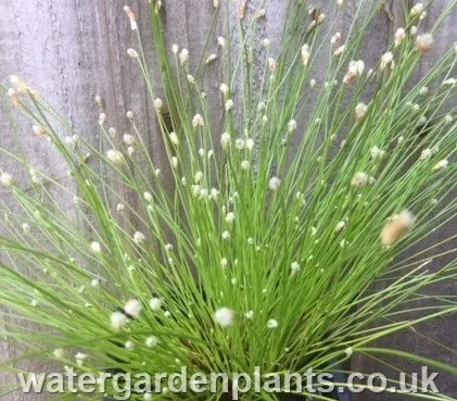 Isolepis cernua - Fibre-Optic Plant, Slender Club-Rush