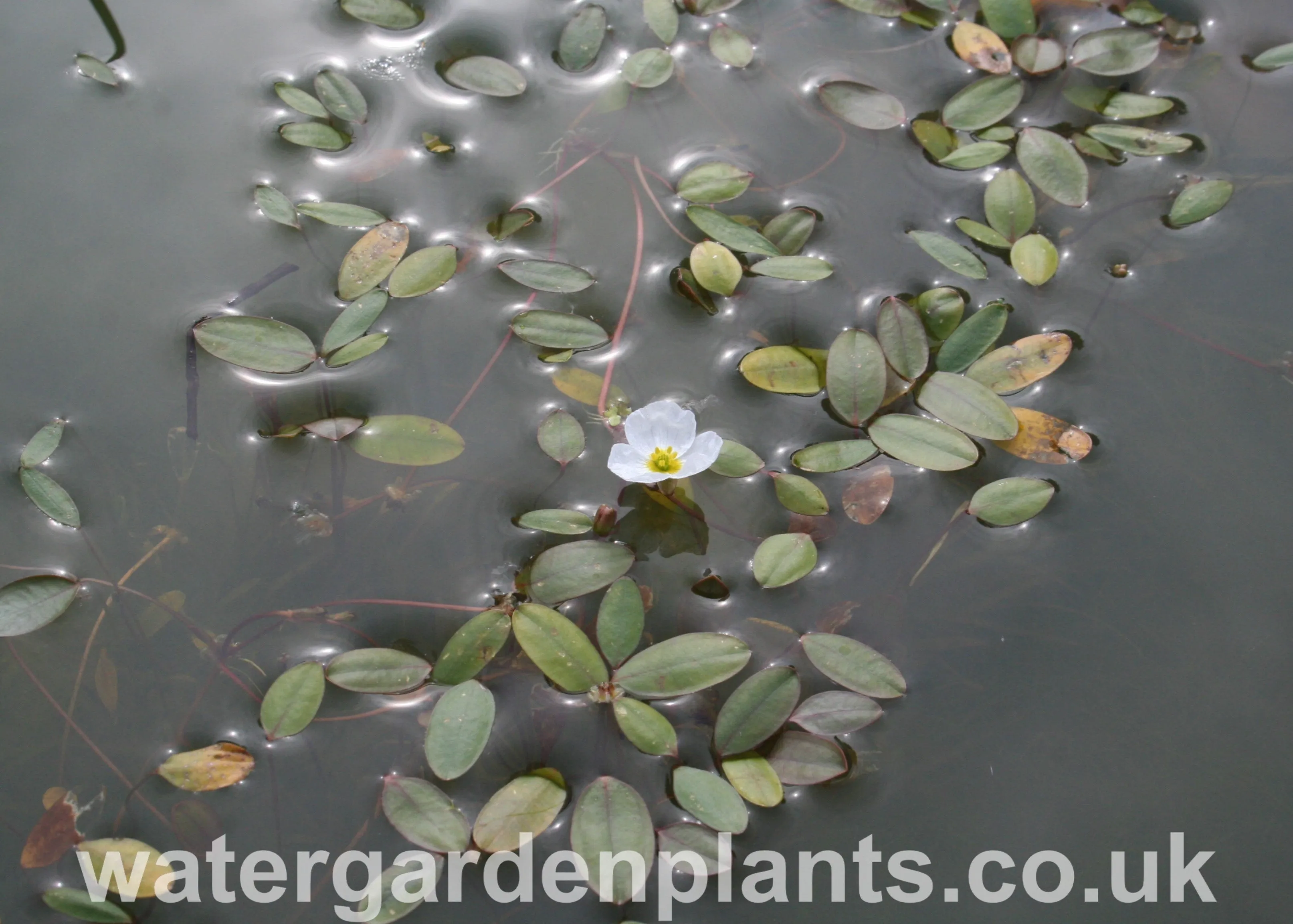 Luronium natans - Floating Water-Plantain